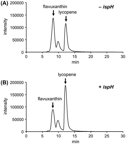 Figure 3. The effect of the overexpresson of HMBPP reductase on flavuxanthin formation. Shown are the HPLC elution profiles at the A472 of carotenoids extracted from E. coli Top10/pBAD-crtEbEBI (A) and Top10/pBAD-crtEbEBI-ispH (B).