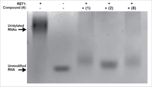 Figure 3. Verification of RET1 inhibitors at 50 µM by gel based assay. Lanes from left to right: Positive control, RET1 is active in assay buffer conditions (5% DMSO) and polyuridylates target RNA producing high molecular weight products; Negative control, in the absence of RET1 RNA is not elongated; Compounds 1, 2, and 8 effectively inhibit the ability of RET1 to uridylate RNA.
