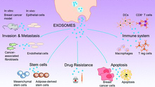 Figure 5 Different roles of cancer-derived exosomes against a variety of target cells. Reprinted from Lowry MC, Gallagher WM, O’Driscoll L. The Role of Exosomes in Breast Cancer. Clin Chem. 2015;61:1457–1465, by permission of Oxford University Press.Citation97