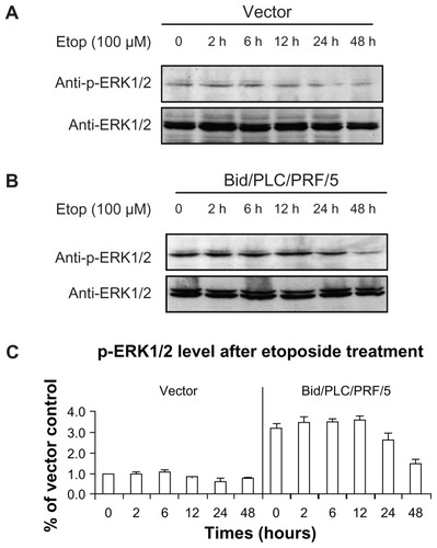 Figure 6 Effects of Bid-overexpression on the phosphorylation of ERK1/2 in response to etoposide. Vector control (A) and Bid/PLC/PRF/5 cells (B) were treated with etoposide for different periods, respectively. Then p-ERK1/2 was detected by Western blot analysis. All blots were subsequently stripped and reprobed with antibodies against ERK1/2. The density of p-ERK1/2 protein bands was determined (C).