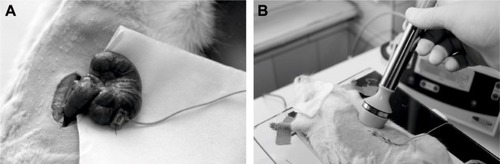 Figure 1 The experimental design for the investigation of the effect of neostigmine by EP administration.