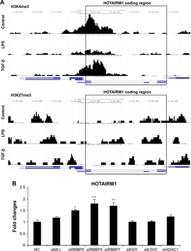 Figure 1 Epigenetic screening reveals that lncRNA HOTAIRM1 is associated with histone methylation.