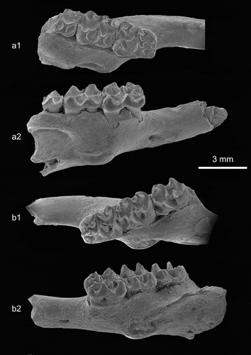 Figure 4. Scanning electron microscope (SEM) micrographs of Melissidon dominans mandibles. a1, a2, from Echzell (HLMD-Ez-2174), a1, occlusal view, a2, buccal view; b1, b2 from Petersbuch 36 (NRM-PZ M8159), b1, occlusal view, b2, buccal view.
