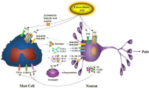 Figure 9 The mechanism of inflammation pain induced by extracellular ATP via neuron-immune crosstalk.