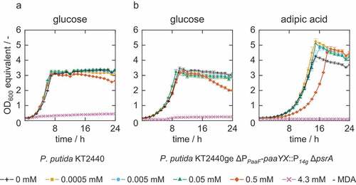 Figure 2. Characterization of bacterial growth under different MDA concentrations. Two strains of P. putida (A = wild-type KT2440, B = reverse engineered KT2440ge ΔPpaaF-paaYX:P14 g ΔpsrA) were grown in MSM medium with either 20 mM glucose or 30 mM adipate supplemented with different MDA concentrations (0 mM, 0.0005 mM, 0.005 mM, 0.05 mM, 0.5 mM, 4.3 mM MDA). OD600 equivalents (OD600 eq.) were derived from green-values obtained from the Growth Profiler using a calibration curve. Symbols show every 2nd data point. Error bars indicate the standard error of the mean (n = 3).