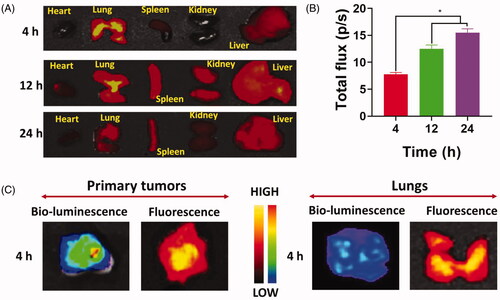 Figure 3. Tissue bio-distributions of BP/G-Rg3@PLGA. (A) Characteristic ex vivo fluorescence image of organs and primary tumors from BPs/G-Rg3@PLGA-treatment mice at injections after various time points. (B) Quantified analysis of fluorescent intensities for the tumor region in the lungs. (C) Mapping of the fluorescent signal and bio-luminescence in lung metastatic tumors and primary tumors at 4 h after injections. The data are represented as the means ± SD; *p< .05.