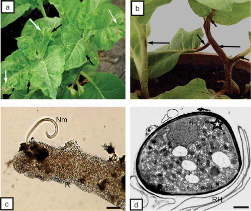 Fig. 1. a, External surface necrosis (white arrows) and leaflet deformation (black arrows) on tobacco ‘Samsun’ 4 weeks after plants were introduced into soil with nematodes. b, External stem (long arrows) and leaf petioles (short arrows) with necrosis 4 weeks after TRV PSG was transferred by Trichodorus primitivus into tobacco ‘Samsun’. c, Ectoparasitic nematodes Trichodorus primitivus (Nm) feeding on roots of potato (R) ‘Glada’ 3 weeks after the plant was placed in infested soil. Bar = 100 μm. d, Cross-section of the body (asterisk) of the nematode near root hairs (RH) of tobacco. Bar = 1 μm.