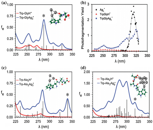 Figure 3. Comparison of calculated absorption spectrum of the pure protonated dipeptide (Trp-GlyH+) and tripeptide (Trp-Ala2H+) (red lines) with absorption spectra of hybrid systems with Ag3+ (a and c) and with Ag9+ (d) clusters (blue line). Broadening of the lines is simulated by the Lorentzian function with a half-width of 20 nm. The calculated oscillator strengths (fe) for hybrid systems are drawn as black sticks. Analysis of transitions labelled by * is given in Figure 4. (b) Experimental photofragmentation yields for protonated dipeptide (red triangles), bare Ag3+ (black dots) and Trp-GlyAg3+ hybrid (blue dots) as a function of wavelength. The solid lines serve to guide the eye. Source: Reproduced from Phys. Chem. Chem. Phys. 14 (2012) p.9282 with permission from the PCCP Owner Societies.