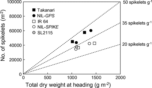 Figure 6. Relationship between total dry weight at heading and the number of spikelets m−2 among five cultivars. Dashed lines indicate production of stated spikelets per unit dry weight. Data from 2014 to 2015 are combined.