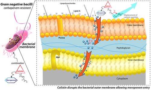 Figure 1 Colistin-meropenem combination mechanism of action. The cationic colistin binds to anionic lipopolysaccharide molecules by displacing calcium and magnesium from the outer membrane of Gram-negative bacilli, resulting in altered permeability of the bacteria’s membrane.