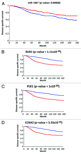 Figure 3. Association between disease-specific survival and the expression levels of miR-10b* and 3 of its target genes (BUB1, PLK1, and CCNA2). (A) Kaplan-Meier analysis based on the METABRIC miR expression data.Citation43 Survival of the 370 patients with the highest (top third) expression levels of miR-10b* (red line) was compared with the 370 patients with the lowest expression levels (blue line). The plot was truncated at 15 y, P value is indicated in the title. (B–D) Kaplan-Meier analysis based on the METABRIC mRNA expression data.Citation42 The 2 compared groups are 565 patients with the highest (top third) expression levels of each target gene (red line) vs. 565 patients with the lowest (bottom third) expression levels (blue line). The plot was truncated at 15 y, P values are indicated in the titles. Only patients with available clinical follow-up were included in this analysis.