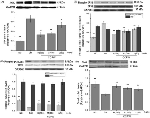 Figure 5. Effects of CCPW on protein expression of JNK, phospho-IRS1 (Ser307), IRS1, phospho-PI3Kp85, PI3K, and Glut4 by western blot analysis in rat hepatic tissue. (A) Effect of CCPW on protein expression of JNK; (B) effects of CCPW on protein expression of phospho-IRS1 (Ser307) and IRS1; (C) effects of CCPW on protein expression of phospho-PI3Kp85 and PI3K; (D) effects of CCPW on protein expression of Glut4. **p < 0.01 versus the DM group.
