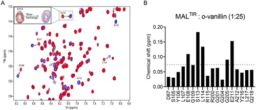 Figure 3. HSQC analysis of the concentration-dependent titration of o-vanillin. (A) The overlay of a section of the 1H-15N-HSQC spectrum of MALTIR (black) at different protein: ligand molar ratios between 1:1 (red) and 1:25 (blue). Seven different protein:ligand molar ratios (1:1, 1:2, 1:5, 1:7.5, 1:10, 1:20 and 1:25; MALTIR concentration was ∼106 µM) were tested; for simplicity, only the extreme titration points are presented. Important residues are labelled, with arrows showing the directions in which new peaks appear for each resonance. The inset shows an enlarged view of an example of slow exchange for S113. (B) Chemical-shift changes of MALTIR residues in the presence of o-vanillin (molar ratio 1:25). The dotted line represents the average chemical-shift change for these residues.