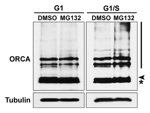Figure 2. Ubiquitination of ORCA is elevated at the G1/S boundary. U2OS cells were synchronized at G1 or G1/S boundary and treated with DMSO or MG132 for 6 h. Whole-cell lysates were analyzed by immunoblots using antibodies against ORCA. Note the accumulation of the high molecular weight smear in lane four (the MG132-treated sample compared with DMSO at the G1/S boundary). Tubulin serves as the loading control. The arrowhead represents unmodified ORCA and the asterisk represents the cross-reacting band.