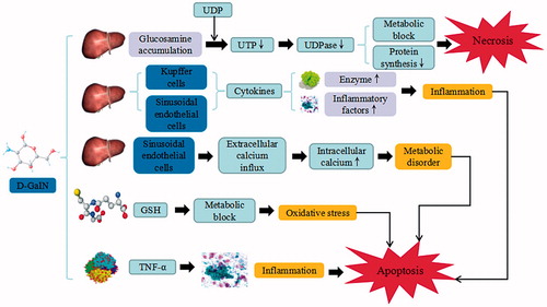 Figure 2. d-GalN-induced liver injury. d-GalN trigger the continuous development of hepatocyte injury by inducing cell stress via inflammation, metabolic disorder, and oxidative stress, resulting in necrosis, apoptosis, autophagy, and liver injury. UDP: uridine diphosphate; UTP: uridine triphosphate; UDPase: UDP-glucose pyrophosphorylase; GSH: glutathione; TNF-α: tumor necrosis factor α.