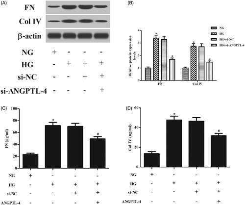 Figure 4. Knockdown of ANGPTL-4 reduces HG-induced production of FN and Col IV in MCs. HBZY-1 cells were incubated with 5 or 40 mM glucose for 48 h after transfection with si-ANGPTL-4 or si-NC. The protein levels and secretions of FN and Col IV were determined using western blot analysis (A and B) and ELISA (C and D), respectively. *p < .05 compared with NG group; #p < .05 compared with HG + si-NC group.