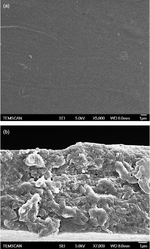 Figure 6 SEM image of the skin (a) and of the cross section (b) of commercial membrane Sterlitech CA UF CQ.