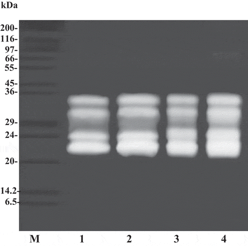 Figure 4. Activity staining of splenic extract and ATPS fractions from albacore tuna. M, molecular weight standard; lane 1, splenic extract; lane 2, 20% PEG1000–15% NaH2PO4 ATPS fraction; lane 3, 15% PEG4000–15% NaH2PO4 ATPS fraction; lane 4, 15% PEG4000–15% NaH2PO4 at 40°C ATPS fraction.