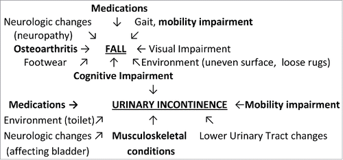 Figure 1. Geriatric Syndromes are Multifactorial and Share Risk Factors. Causes of geriatric syndromes include multiple etiologies such as physiologic changes that occur with aging, specific disease states, medications, and the environment. Figure 1 shows shared risk factors (bolded) of 2 geriatric syndromes falls and urinary incontinence and highlights the multifactorial etiologies of these syndromes.