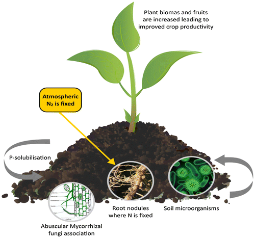 Figure 1. Biofertiliser technology employs plant-microbe interactions in influencing plant growth and development.