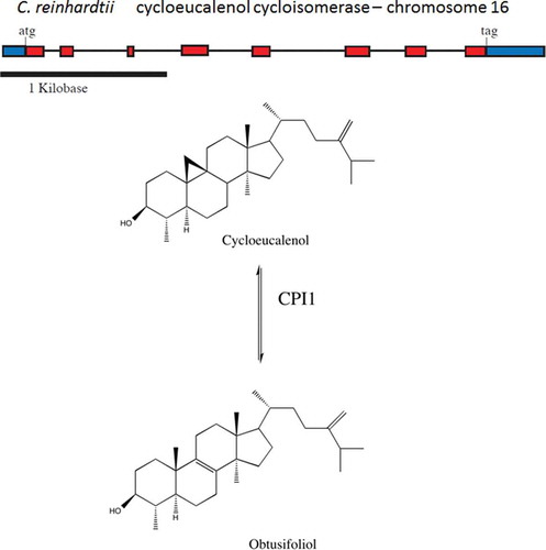 Fig. 3. Structure of the CPI1 gene of Chlamydomonas reinhardtii and schematic diagram of the chemical conversion of cycloeucalenol to obtusifoliol. CPI1 helps open the cyclopropane ring of cycloeucalenol to form obtusifoliol.