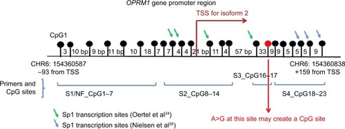 Figure 1 Depiction of the OPRM1 promoter region (HG19; Chr 6: 154360587 to 154360838) and the location of the CpG sites. The knobs represent each CpG site, and the primers are indicated in brackets below. The red-colored knob at +117 indicates the CpG site (CpG17) associated with the variant A118G. The arrows indicate sites that have been described as Sp1 transcription factor-binding sites in previous studies (CpG sites 9, 10, 12, 16, 21, and 23 at −18, −14, 12, +84, +145, +150, and +159 from ATG site).