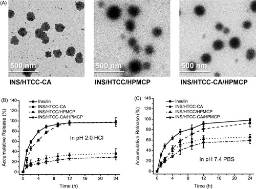 Figure 1. (A) TEM images of the nanoparticles. (B) and (C) In vitro accumulative releases of insulin from the nanoparticles in pH 2.0 HCl and pH 7.4 PBS solutions at 37 °C (n = 3); individual insulin solution was assayed as the control.