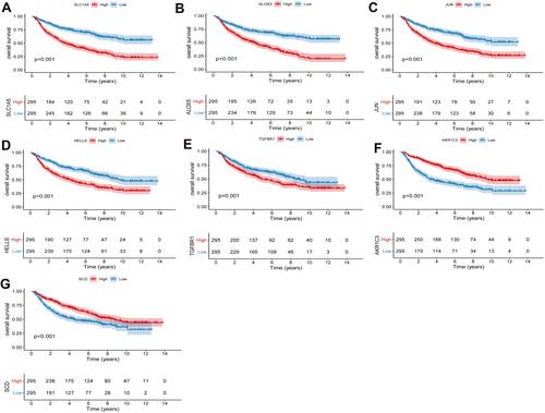 Figure 3 Prognostic analysis of SLC1A5 (A), ALOX5 (B), JUN (C), HELLS (D), TGFBR1 (E), AKR1C3 (F) and SCD (G) in high and low risk score groups in the CGGA cohort. P < 0.05 was considered statistically significant.
