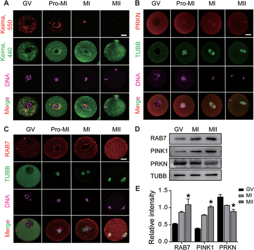 Figure 1. Evaluation of mitophagy activity in oocytes during maturation. P23 female mice were injected with PMSG for 48 h and fully grown oocytes (GV stage) were collected for IVM. Oocytes were harvested at different meiotic stages: 0 h (GV), 3 h (GVBD), 8 h (Pro-MI or MI) and 12 h (MII). (A) Mitophagic flux reflected by mt-Keima labeling. GV oocytes were microinjected with mt-Keima mRNAs and hold in 2 μM milrinone for 8–10 h. Images of oocytes at different meiotic stages were collected at fluorescent emission 550 nm (red) and 440 nm (green), respectively. Red means the active mitophagic flux as the fusion of mitophagosome with lysosome. (B) Immunofluorescence of PRKN in oocytes at each meiotic stage. TUBB was used to label meiotic spindle formation and DNA was stained with Hoechst 33342. Red, PRKN; Green, TUBB; Pink, DNA. (C) Immunofluorescence of RAB7 in oocytes at each meiotic stage. Red, RAB7. Bars: 20 μm. (D) Western blots of RAB7, PRKN and PINK1 proteins in oocytes during meiotic progression. The expression of TUBB was used as internal control. (E) Relative intensity of RAB7, PINK1 and PRKN proteins as compared with TUBB. *, P < 0.05.