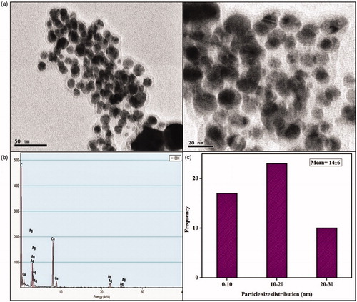 Figure 5. (a) HRTEM micrographs displays well-distributed spherical AgNPs with an average size of 14 ± 6 nm (b) EDAX analysis gives a strong signal for Ag and (c) Particle size distribution of XsAgNPs.