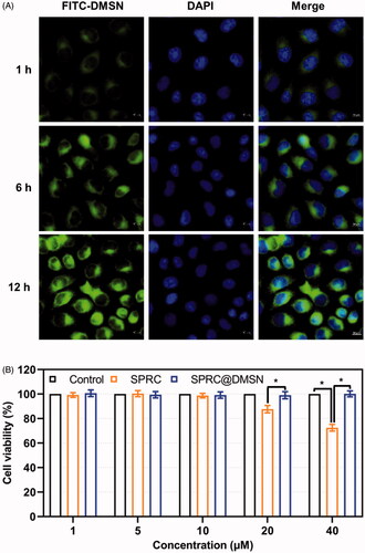 Figure 2. (A) The time-dependent cellular uptake of FITC labeled DMSN (Scale bar = 10 μm). (B) Cell viability after exposure to different concentration of SPRC and SPRC@DMSN. Significant different compared with corresponding group indicated as (*) (n = 3, mean ± SD).