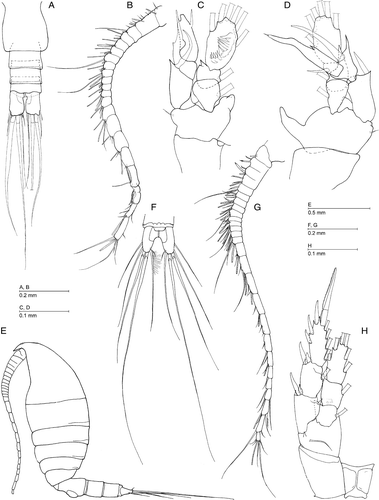 Figure 8.  Bofuriella paravorata sp. nov., female (A), male (B–D). (A) Urosome, dorsal; (B) right antennule; (C) left leg 5, anterior; (D) right leg 5, anterior. Minnonectes melodactylus Fosshagen & Iliffe, 2004, female (E–H). (E) Habitus, lateral; (F) caudal rami, dorsal; (G) antennule; (H) leg 5.