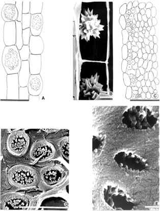 Figure 2 Primary stem. (A) crystaliferous idioblasts of cortex in longitudinal cut; (B) SEM photomicrograph of crystaliferous idioblasts of cortex; (C) endodermoid layer, fibers, and pericyclic parenchyma in transverse cut; (D, E) SEM photomicrograph, details of external and internal view of the vestured pits, respectively. Bar size: 1 µm (E); 10 µm (B, D); 100 µm (A, C).