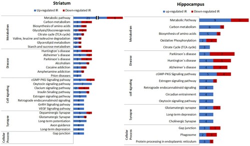 Figure 2. Profile of differentially expressed proteins in the striatum and hippocampus. The profile of proteins that were differentially expressed between the CTL and IR groups was analyzed using the DAVID and STRING databases, and the pathways identified in both databases were presented in bar graphs. Each pathway was further manually grouped into metabolism, disease, cell signaling, synapse, and cellular process. Blue bars indicate the number of proteins that were increased and red bars indicate the number of proteins that were reduced with the IR diet. For each group (CTL or IR), three independent biological samples were analyzed in triplicate, totaling 9 LC-MS/MS runs per group.