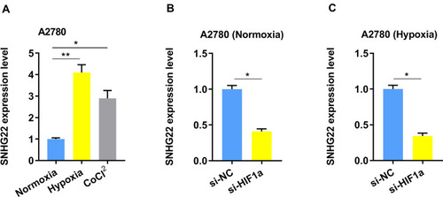 Figure 5 The SNHG22 expression is regulated by hypoxia. (A) The expression of SNHG22 in A2780 cells was measured after culturing under normoxia, hypoxia (1% O2) or CoCl2 (100 μM) for 24 h by qRT-PCR. (B) The expression of SNHG22 was evaluated by qRT-PCR in A2780 cells after knockdown of HIF-1α under normoxia condition. (C) The expression of SNHG22 was evaluated by qRT-PCR in A2780 cells after knockdown of HIF-1α under hypoxia condition. *P < 0.05, **P < 0.01.