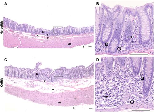 Figure 1 Representative HE-stained proximal colon sections images of cynomolgus macaques of no-colitis control (A, B); MO3) and moderate colitis (C, D; LM9) after oral LM inoculation. (A, C) at 4× magnification. (B, D) at 40× magnification. Note increased lymphoplasmacytic and eosinophilic inflammation in the lamina propria with glandular displacement in the colitis subject. Black arrow, plasma cell; circle, eosinophil; square, lymphocyte. Scale bar = 100µm for all panels.