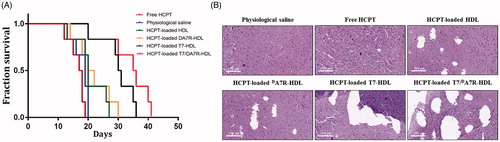 Figure 5. Anticancer efficacy in intracranial C6 glioma-bearing mice. Kaplan–Meier survival curves (A) HE staining analysis of brain tumors (B) Scale bars represent 100 µm.