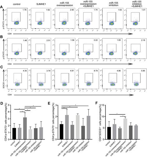 Figure 8 SJMHE1 regulates p-STAT3 and p-STAT5 expression via miR-155 in vitro. CD4+ T cells transfected with lentivirus containing over-expressed and knocked down miR-155, and then stimulated with MACSiBead particles in the presence or absence of 1 µg/mL SJMHE1 for 96 h. The cells were tested for p-STAT3, p-STAT5, and SOCS1 subsets by flow cytometry. (A) CD4+p-STAT3+ cells, (B) CD4+p-STAT5+ cells, and (C) CD4+SOCS1+ cells in each group. Data are representative of three experiments. (D) Percentage of CD4+p-STAT3+ cells, (E) CD4+p-STAT5+ Tregs, and (F) CD4+SOCS1+ cells in each group. Results are presented as mean±SEM of three experiments performed in triplicate. *P < 0.05.