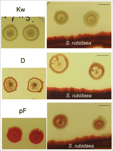 Figure 6. Influence of a heterospecific neighbor on profiled variants. Left: colonies of Kw, D and pF; right, the same variants growing in the presence of S. rubidaea – as a result, typical features of interstitial ring are suppressed (day 7). Bar = 1 cm.