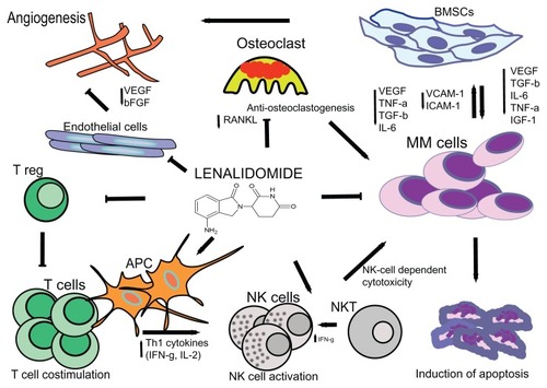 Figure 1 The proposed mechanisms of action of lenalidomide in multiple myeloma include immune modulation (A); interference with tumor microenvironment interactions (B); and direct antitumor effects (C). (A) Immunomodulation by lenalidomide includes T cell co-stimulation, suppression of Tregs, increased production of Th1 cytokines, and activation of NK and NKT cells. (B) Lenalidomide mediates disruption of myeloma cell-microenvironment interactions via several mechanisms including antiangiogenesis, anti-inflammatory effects, antiosteoclastogenic properties, modulation of cytokine production, and downregulation of adhesion molecules. (C) IMiDs also exert direct effects on myeloma cells via cell cycle arrest and induction of apoptosis.Abbreviations: T reg, regulatory T cell; BMSCs, bone marrow stromal cells; APC, antigen-presenting cell; NK cells, natural killer cells; NKT cells, natural killer T cells; ICAM-1, intercellular adhesion molecule 1; VCAM-1, vascular cell adhesion molecule 1; VEGF, vascular endothelial growth factor; RANKL, receptor activator of nuclear factor kappa-B ligand; bFGF, basic fibroblast growth factor; TGF-β, transforming growth factor-β; IGF-1, insulin-like growth factor 1; TNF-α, tumor necrosis factor α; IL-6, interleukin-6.