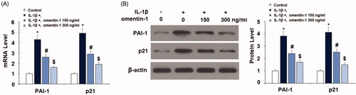 Figure 4. Omentin-1 reduced the expression of PAI-1 and p21. Cells were stimulated with IL-1β (10 ng/mL) with or without omentin-1 (150,300 ng/mL) for 24 h. (A) mRNA levels of PAI-1 and p21; (B) Protein levels of PAI-1 and p21 (*, #, $p < .01 vs. previous group, n = 5–6).