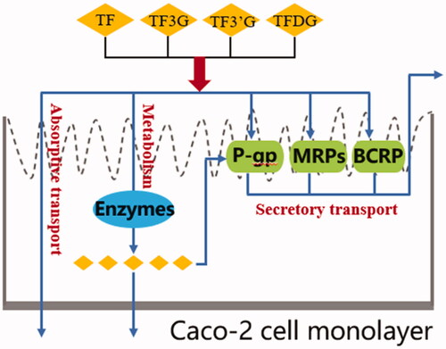 Figure 6. Transport route of theaflavins in Caco-2 cell monolayers.