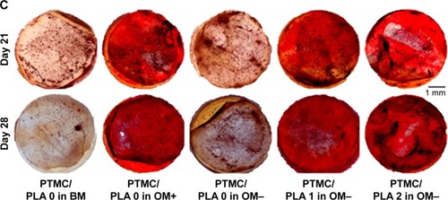 Figure 10 Dexa-loaded PTMC/PLA film successfully triggers hBMSCs differentiation toward mineralizing osteoblast-cell lineage.Notes: Calcium deposition from hBMSCs was measured on Days 21 and 28 (A and B respectively, £ reports significance for drug-free PTMC/PLA 0 regarding the nature of the medium, $ reports significance for drug-loaded PTMC/PLA on OM− medium, and ! reports significance for TCPS regarding the nature of the medium). ARS of Ca2+ secreted by hBMSCs cultivated on the diverse substrates is shown (for only one donor, but similar staining was obtained for both donors, C).Abbreviations: ARS, Alizarin Red Staining; BM, basal medium; hBMSCs, human bone marrow mesenchymal stem cells; OM, osteogenic media; PLA, poly(lactic acid); PTMC, poly(trimethylene carbonate); TCPS, tissue culture polystyrene.