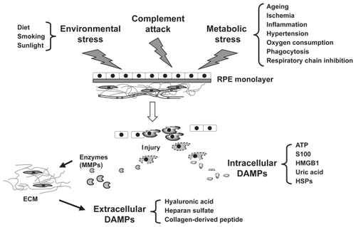 Figure 1 Conditions that trigger retinal pigment epithelial (RPE) cell injury and subsequent release of damage-associated molecule pattern (DAMP) molecules. RPE cell injury is triggered by environmental stress, metabolic stress, and complement attack. Injured or dying RPE cells then produce danger signals that are defined as DAMP molecules. Some of these danger signals are intracellular molecules and others are the cleaved products of extracellular components such as extracellular matrix (ECM).Abbreviations: HMGB1, high mobility group box 1; HSPs, heat-shock proteins; MMPs, matrix metalloproteinases.
