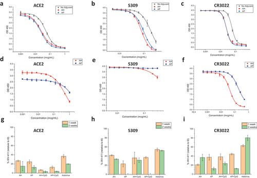 Figure 5. In vitro binding assays of IVX-411 in presence of various adjuvants before and after thermal stress. Representative competitive ELISA binding curves of (a) ACE2, (b) S309, and (c) CR3022 ligands to IVX-411 antigen in solution or formulated with either AH or AP. Representative ELISA binding curves of IVX-411 formulated with either AH or AP after incubation at 37°C for two weeks as measured by binding to (d) ACE2, (e) S309, and (f) CR3022. The IVX-411 antigen concentration was calculated from the OD450 values using a 4-point logistic fit of a reference sample. This reference sample was prepared using a frozen aliquot of IVX-411 that was freshly thawed and then mixed with each respective adjuvant at a known antigen concentration (see Supplemental methods). Summary of the relative in vitro binding results of formulated IVX-411 samples after incubation at 37°C for one and two weeks for each ligand (g) ACE2, (h) S309, and (i) CR3022. Data shown in g–i are the mean of two samples measured in duplicate (n = 4) with the error bars representing one standard deviation. *Indicates that no protein was detected. All samples contained 2 mcg/mL IVX-411 formulated with 1X AV, 1.5 mg/mL AH, 1.5 mg/mL AP, 1.5 mg/mL AH +0.3 mg/mL CpG, or 1.5 mg/mL AP +0.3 mg/mL CpG.