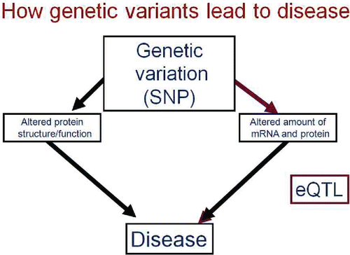 Figure 8. Genetic variation can affect phenotype by altering the amino acid sequence and, thus, the structure or function of the coded protein, or can affect sequences that influence the quantity of mRNA and thus protein produced. The latter are termed expression quantitative trait loci or eQTLs.