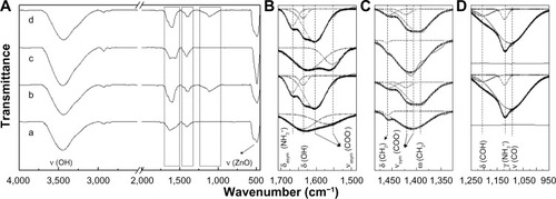 Figure 6 Fourier transform infrared spectra in the ranges of (A) 4,000–450, (B) 1,710–1,490, (C) 1,490–1,320, and (D) 1,250–950 cm−1 for (a) ZnOSM20(−), (b) ZnOSM20(+), (c) ZnOAE100(−), and (d) ZnOAE100(+).Notes: The dotted and solid lines of the pristine and multipeaks fit the spectra shown in (B), (C), and (D).Abbreviations: ν, bond stretching; δ, bending; ω, wagging; γ, rocking (out of plane); asym, asymmetric; sym, symmetric.