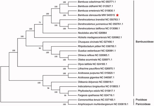 Figure 1. Maximum-likelihood phylogenetic tree based on complete cp genomes. Numbers close to each node are bootstrap support values.