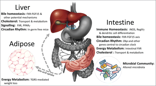 Figure 2. Impact of unconjugated bile acids upon local and systemic physiological processes in the host. Some of the key findings linking predominately unconjugated bile acids with intestinal and systemic responses in the host. In addition to a role in the emulsification of dietary fats in the gut, bile acids affect immune homeostasis, energy metabolism, bile acid homeostasis and potentially peripheral circadian rhythm. Importantly unconjugated bile acids also have a significant impact upon the makeup of the gut microbial community which may have further implications for the host. iNOS,Citation34 RegIIIγ,Citation20 dendritic cell differentiation,Citation35 FXR-FGF15 axis,Citation43 circadian rhythm,Citation20 intestinal FXR,Citation45 cholesterol metabolism,Citation30 microbial community structure,Citation32,33 liver FXR signaling,Citation18,27,29 PPARγ liver,Citation20 energy metabolism in adipose tissue.Citation19