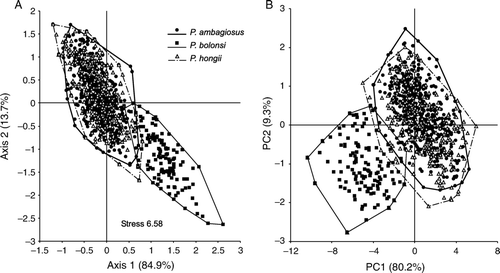 Figure 5  Relationship between the shapes of P. ambagiosus, P. bollonsi and P. hongii shells from the field as shown; A, Non-metric multidimensional scaling and; B, Principal component analysis. Data were 9 different measurements from each shell. Percentage figures on axes give proportion of variation accounted for by the analysis.